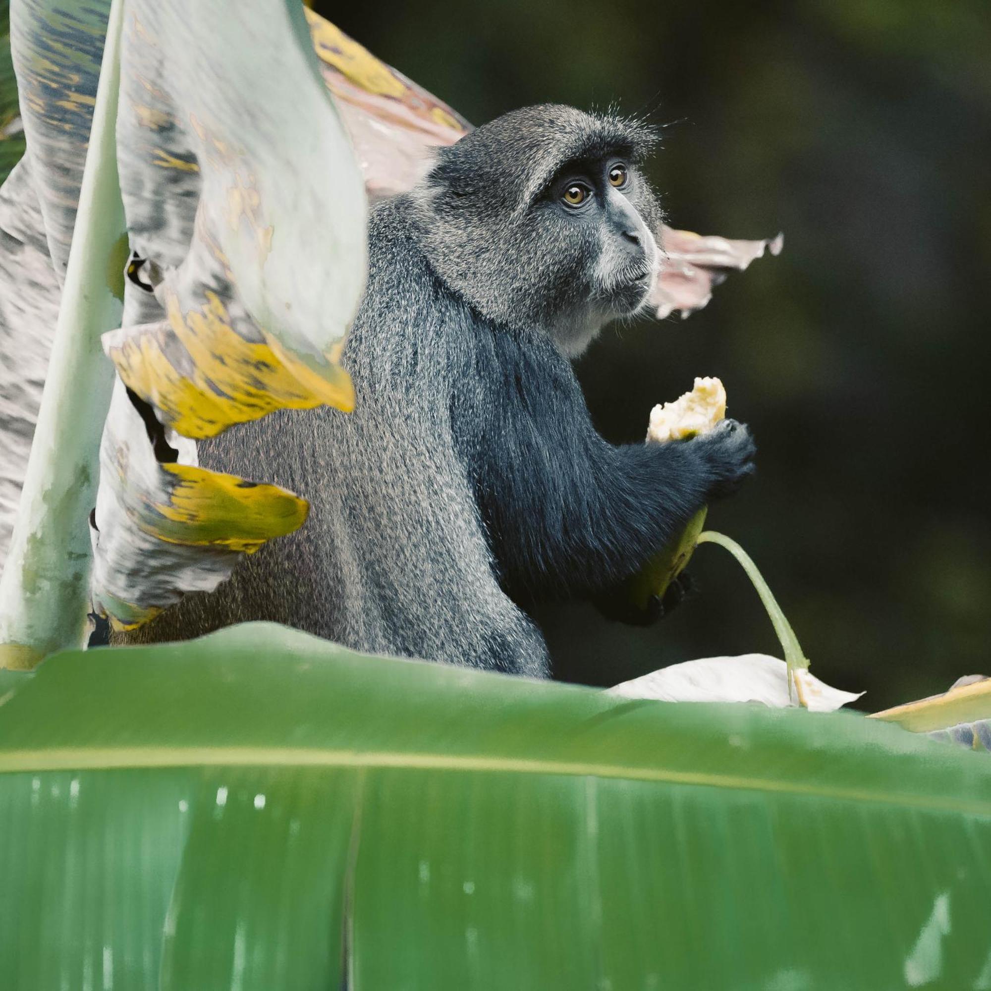 Aishi Machame Villa Moshi Buitenkant foto